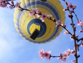 Balloon flight over fruit trees (ending February, mid March)